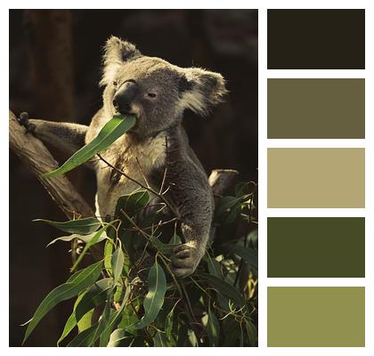 Marsupial Koala Phascolarctos Cinereus Image